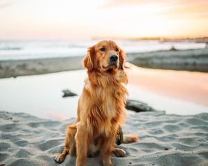 Preview wallpaper golden retriever, dog, sitting, sand