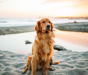 Preview wallpaper golden retriever, dog, sitting, sand