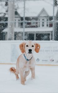 Preview wallpaper golden retriever, dog, snow, pet, brown