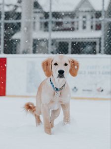 Preview wallpaper golden retriever, dog, snow, pet, brown