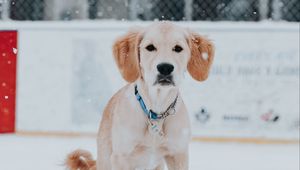 Preview wallpaper golden retriever, dog, snow, pet, brown