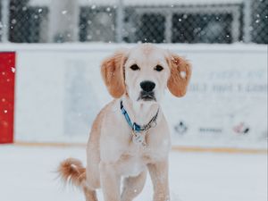Preview wallpaper golden retriever, dog, snow, pet, brown