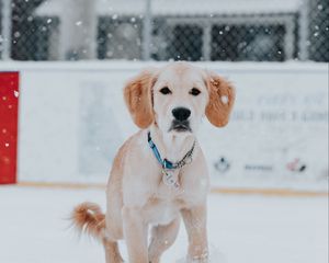 Preview wallpaper golden retriever, dog, snow, pet, brown