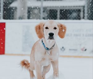 Preview wallpaper golden retriever, dog, snow, pet, brown