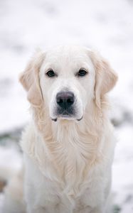 Preview wallpaper golden retriever, dog, white, pet