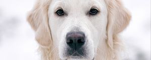 Preview wallpaper golden retriever, dog, white, pet