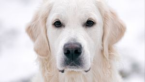 Preview wallpaper golden retriever, dog, white, pet