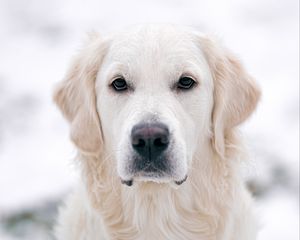 Preview wallpaper golden retriever, dog, white, pet