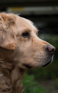 Preview wallpaper golden retriever, muzzle, eyes