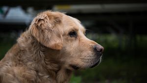 Preview wallpaper golden retriever, muzzle, eyes