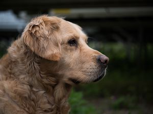 Preview wallpaper golden retriever, muzzle, eyes