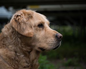 Preview wallpaper golden retriever, muzzle, eyes