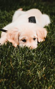 Preview wallpaper golden retriever, puppy, dog, grass, lies