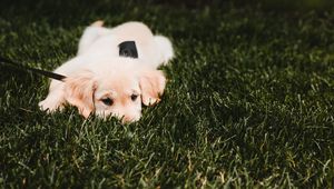 Preview wallpaper golden retriever, puppy, dog, grass, lies