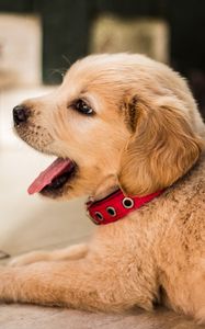 Preview wallpaper golden retriever, puppy, lying, collar