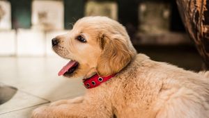 Preview wallpaper golden retriever, puppy, lying, collar