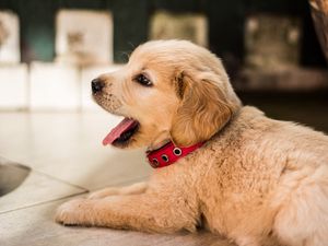 Preview wallpaper golden retriever, puppy, lying, collar