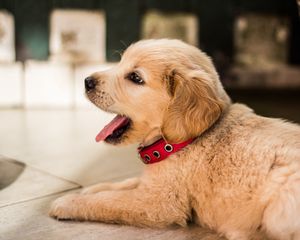 Preview wallpaper golden retriever, puppy, lying, collar