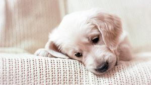 Preview wallpaper golden retriever, puppy, muzzle