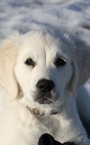 Preview wallpaper golden retriever, puppy, white, snow, winter