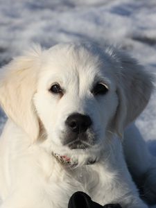 Preview wallpaper golden retriever, puppy, white, snow, winter