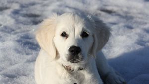 Preview wallpaper golden retriever, puppy, white, snow, winter