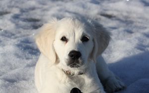 Preview wallpaper golden retriever, puppy, white, snow, winter