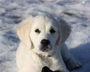 Preview wallpaper golden retriever, puppy, white, snow, winter