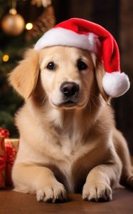 Preview wallpaper golden retriever, retriever, dog, pet, santa claus, gifts, new year, christmas