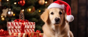 Preview wallpaper golden retriever, retriever, dog, pet, santa claus, gifts, new year, christmas