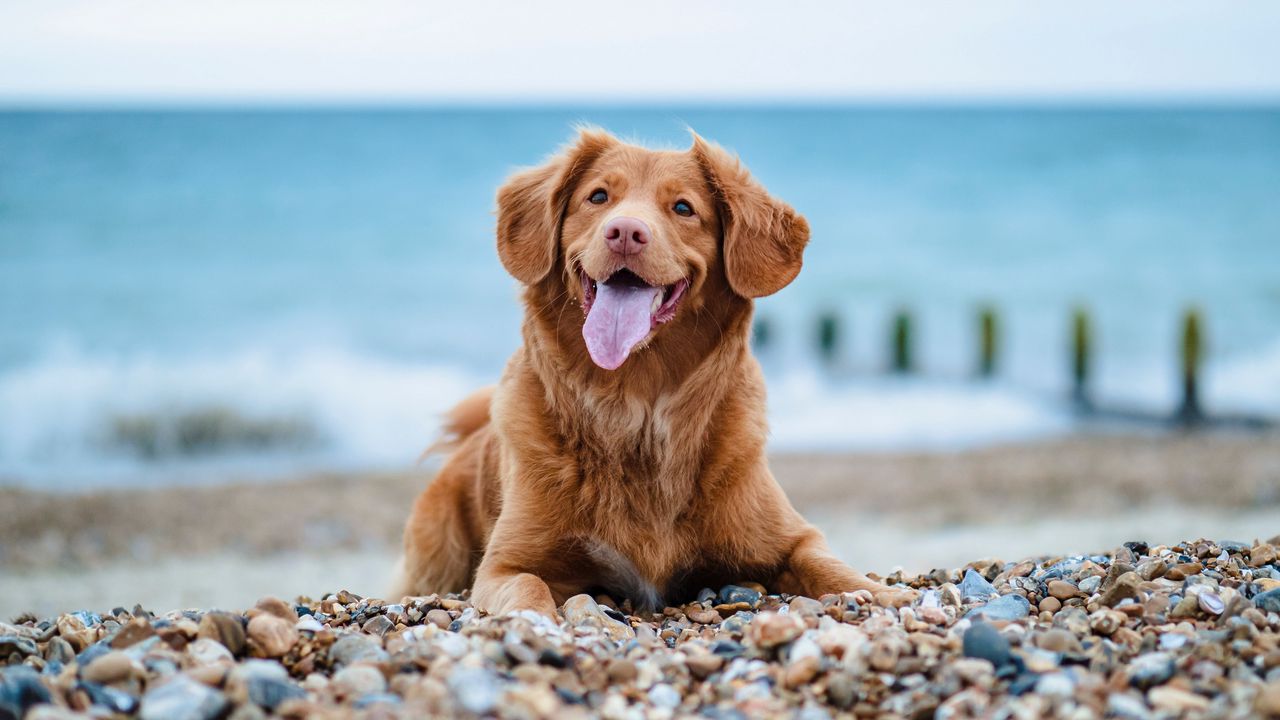Wallpaper golden retriever, retriever, dog, protruding tongue, pebble