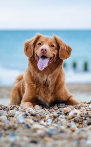 Preview wallpaper golden retriever, retriever, dog, protruding tongue, pebble