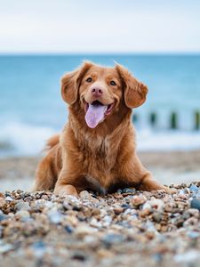 Preview wallpaper golden retriever, retriever, dog, protruding tongue, pebble