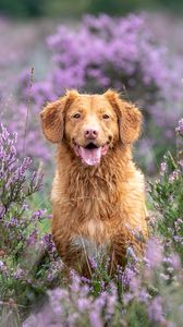 Preview wallpaper golden retriever, retriever, dog, protruding tongue, lavender