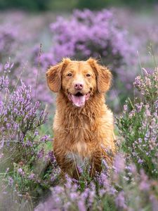 Preview wallpaper golden retriever, retriever, dog, protruding tongue, lavender