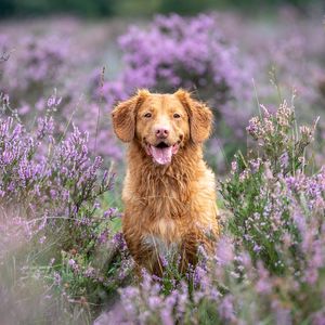 Preview wallpaper golden retriever, retriever, dog, protruding tongue, lavender