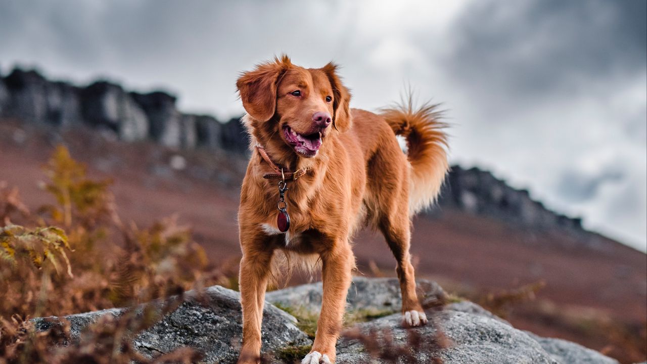 Wallpaper golden retriever, retriever, dog, tongue sticking out, rocks