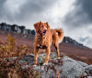 Preview wallpaper golden retriever, retriever, dog, tongue sticking out, rocks