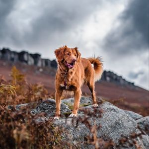 Preview wallpaper golden retriever, retriever, dog, tongue sticking out, rocks