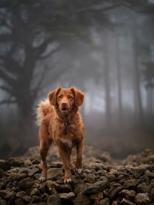 Preview wallpaper golden retriever, retriever, dog, glance, stones