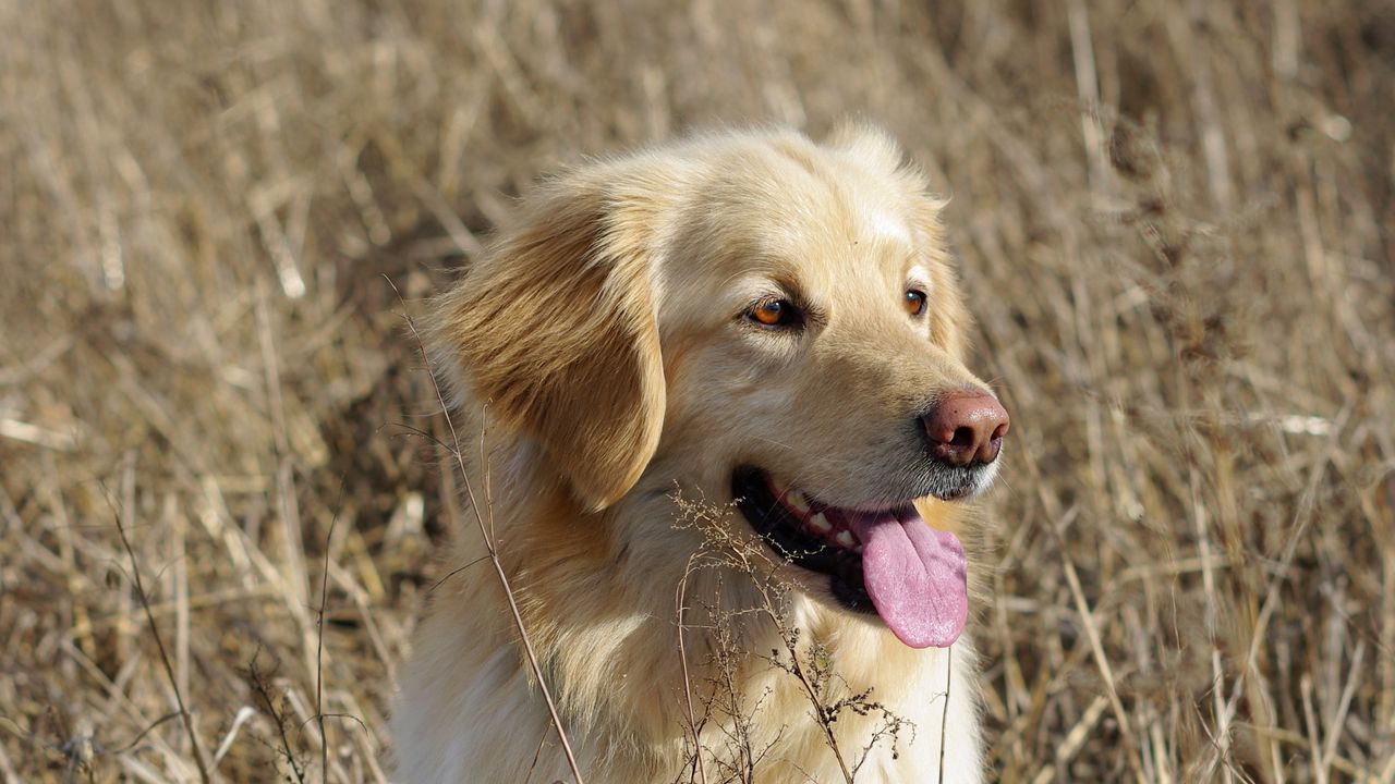 Wallpaper golden retriever, retriever dog, protruding tongue