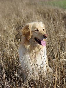 Preview wallpaper golden retriever, retriever dog, protruding tongue