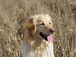 Preview wallpaper golden retriever, retriever dog, protruding tongue
