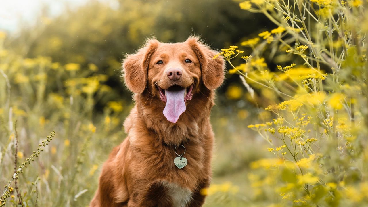 Wallpaper golden retriever, retriever dog, protruding tongue, pet