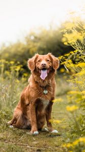 Preview wallpaper golden retriever, retriever dog, protruding tongue, pet