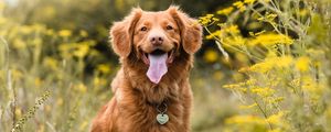 Preview wallpaper golden retriever, retriever dog, protruding tongue, pet
