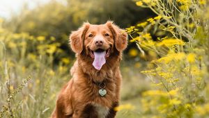 Preview wallpaper golden retriever, retriever dog, protruding tongue, pet