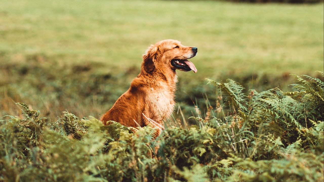 Wallpaper golden retriever, retriever dog, protruding tongue, profile, grass