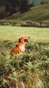 Preview wallpaper golden retriever, retriever dog, protruding tongue, profile, grass