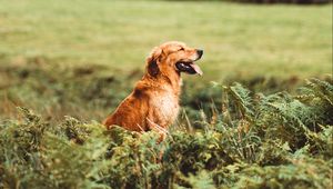 Preview wallpaper golden retriever, retriever dog, protruding tongue, profile, grass